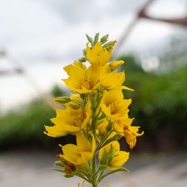 Blüte in der Natur, Sinnbild für Ruhe